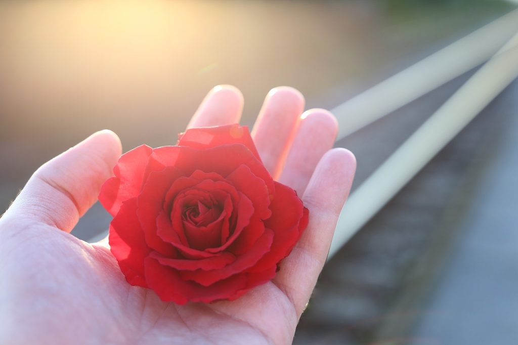 stop youth suicide, railway, red rose in hand-3663428.jpg