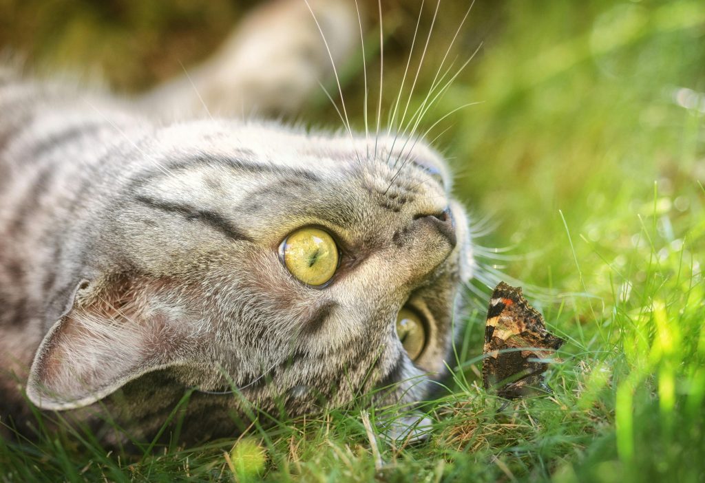 Adorable tabby cat gazing curiously at a butterfly while lying on the grass.