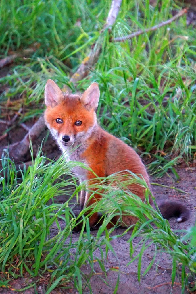 fox, fox baby, cute, animal, sitting, nature, young, cub, fox, fox, fox, fox, fox baby, fox baby, fox baby, fox baby, fox baby, cub